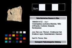 Foto (Objekt + Etikett) von Cracensigillatus acutirostrus (Moericke, 1889)  (NHMW-GEO-1990-0041-4722)